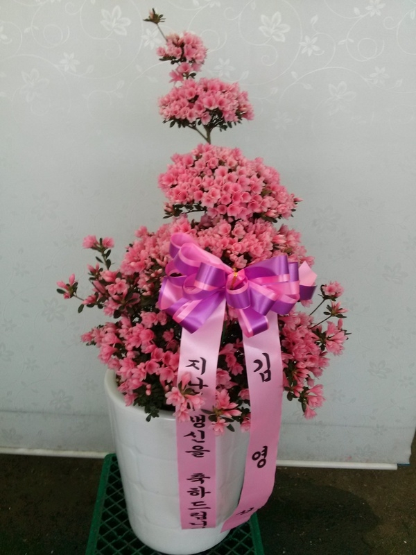 37(ݿ)