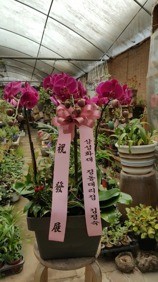 55(̳)
