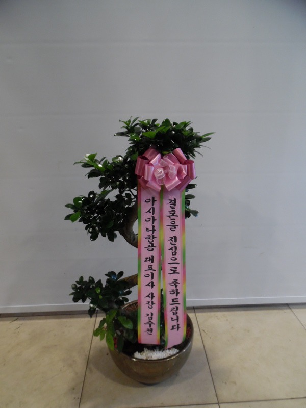 617(ݿ)