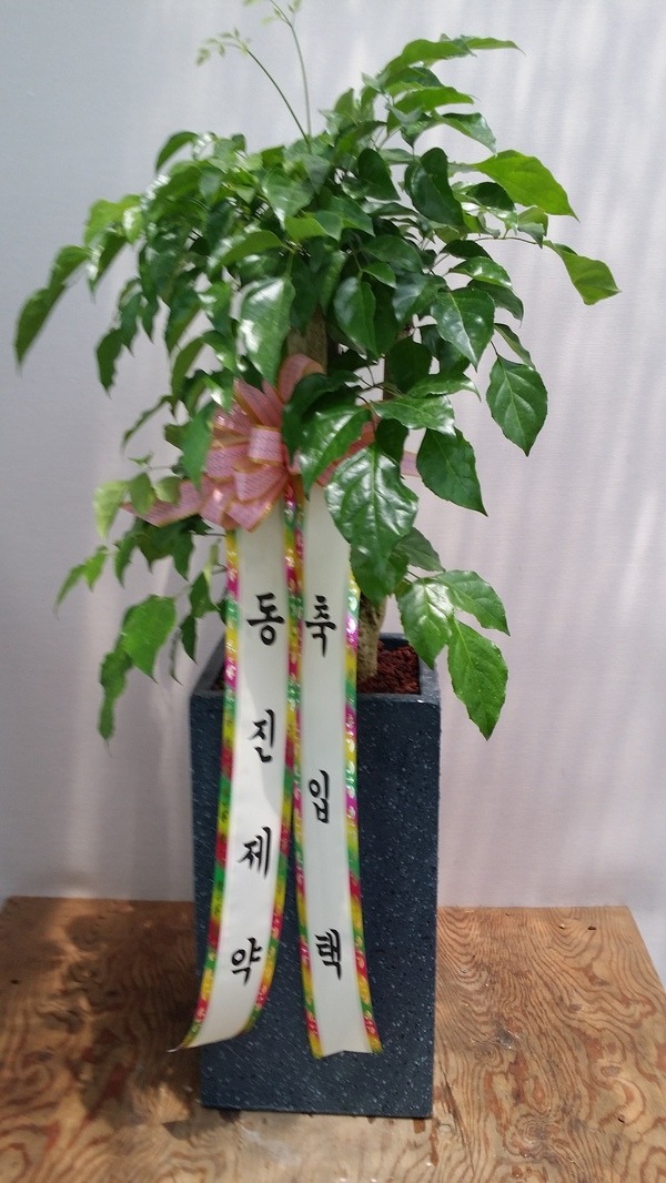 617(ݿ)